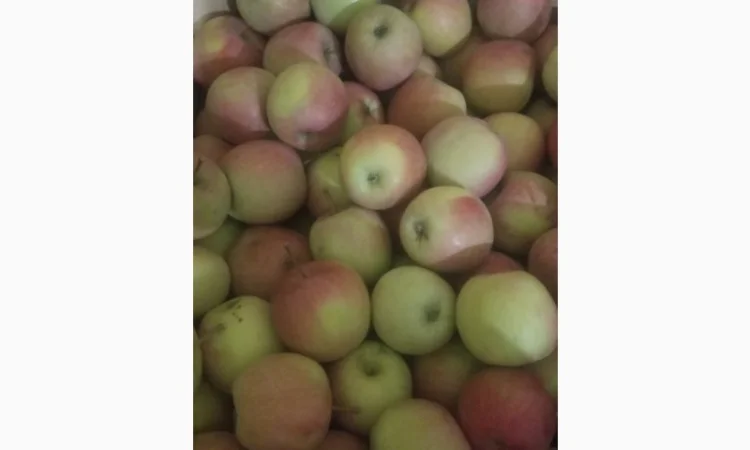 Продам яблука різних сортів: Пінова, Симеренка, Лігольт, Декоста, Фудж - фото № 3