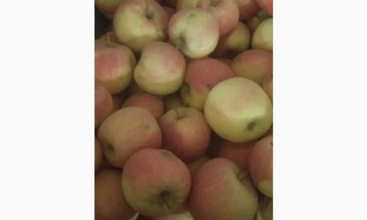 Продам яблука різних сортів: Пінова, Симеренка, Лігольт, Декоста, Фудж - фото № 4