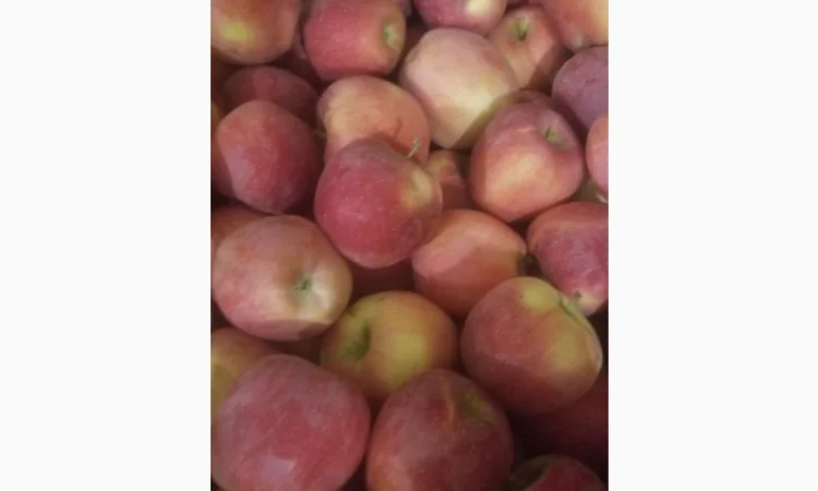 Продам яблука різних сортів: Пінова, Симеренка, Лігольт, Декоста, Фудж - фото № 5