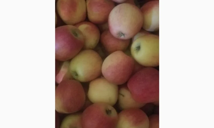 Продам яблука різних сортів: Пінова, Симеренка, Лігольт, Декоста, Фудж - фото № 7
