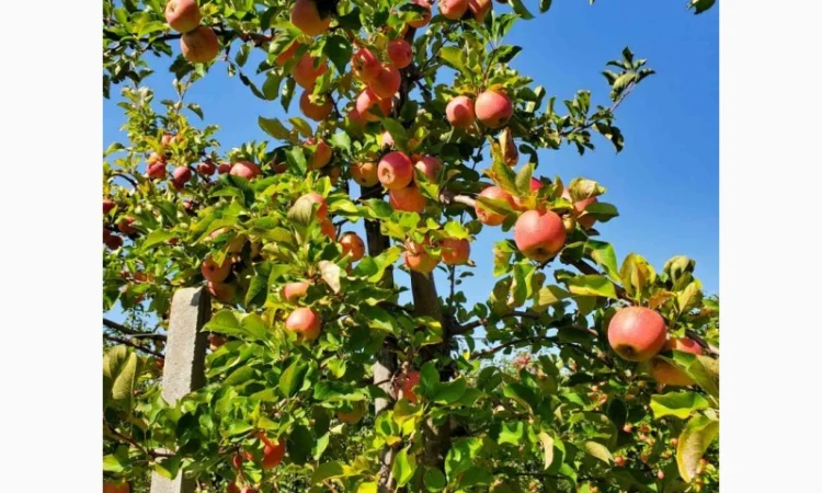 Продам яблука оптом - фото № 1