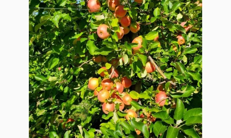 Продам яблука оптом - фото № 2