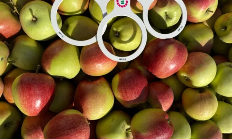 Яблука Лігольд - фото № 1