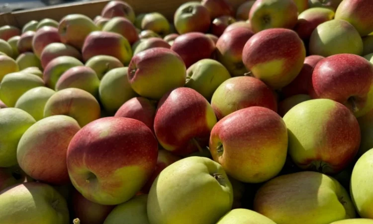 Яблука Лігольд - фото № 2