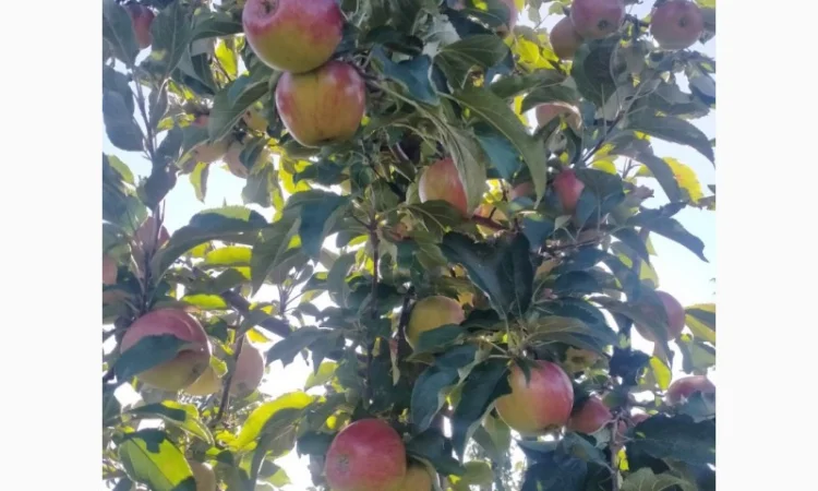 Яблука Лігольд - фото № 3