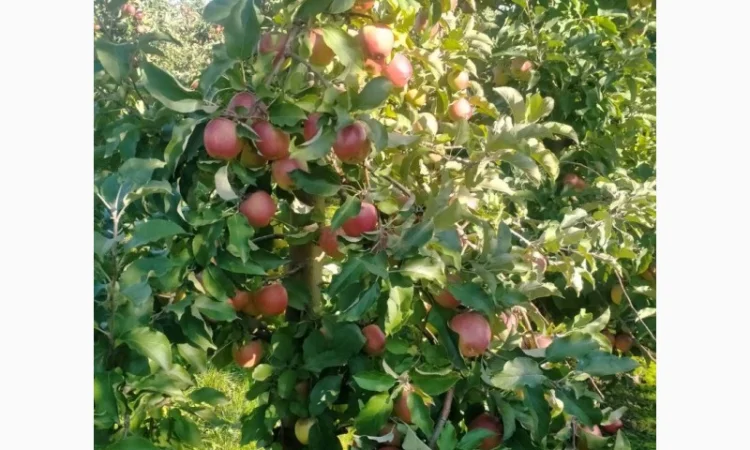 Яблука Лігольд - фото № 4