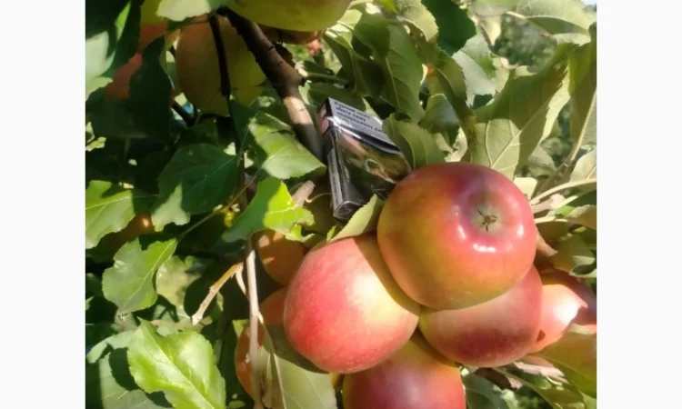 Яблука Лігольд - фото № 6