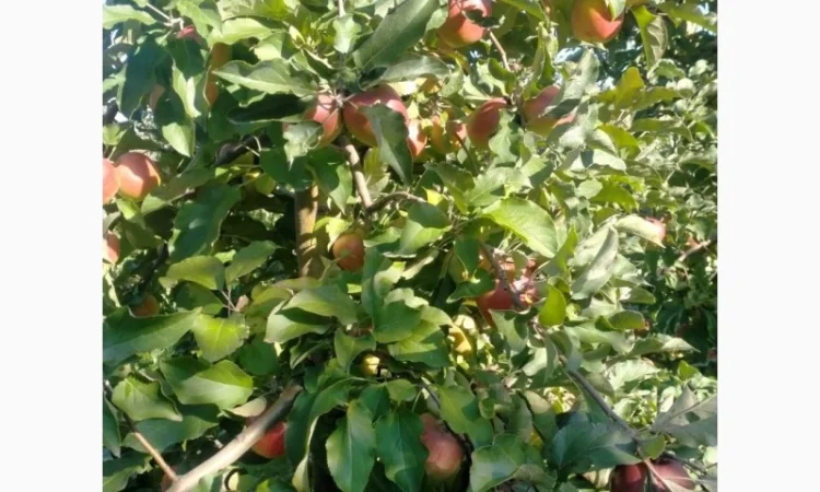 Яблука Лігольд - фото № 7