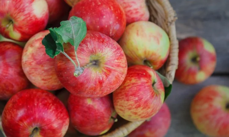 Закупаем яблоко на переработку - фото № 1