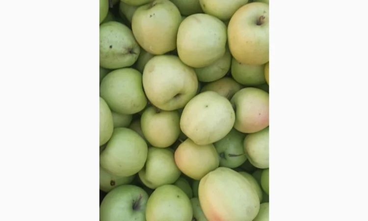 Яблука Голден, Айдаред, Флорина - фото № 1