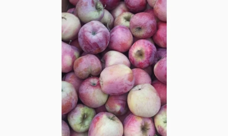 Яблука Голден, Айдаред, Флорина - фото № 2