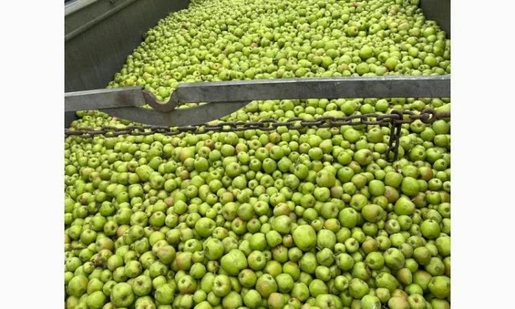 Закуповуємо на сік ціна + ПДВ яблоко оптом на переробку - фото № 2