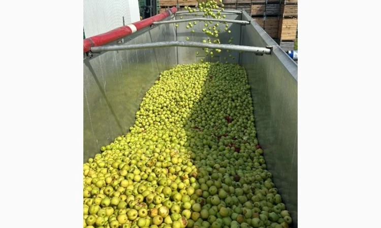 Закуповуємо на сік ціна + ПДВ яблоко оптом на переробку - фото № 4