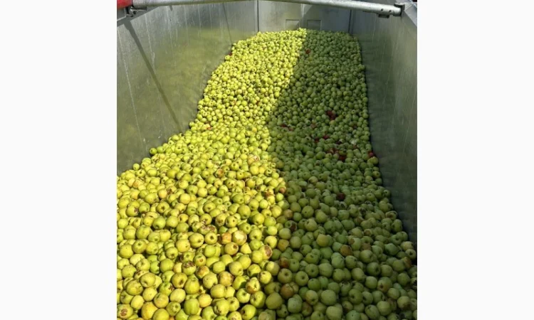 Закуповуємо на сік ціна + ПДВ яблоко оптом на переробку - фото № 5