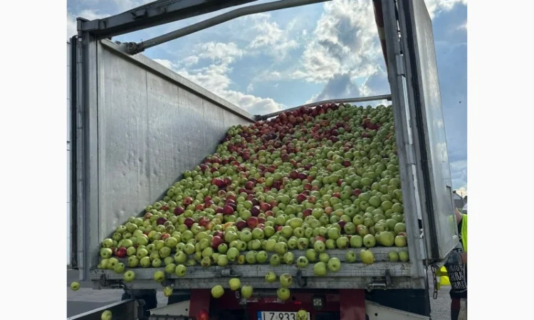 Закуповуємо на сік ціна + ПДВ яблоко оптом на переробку - фото № 6