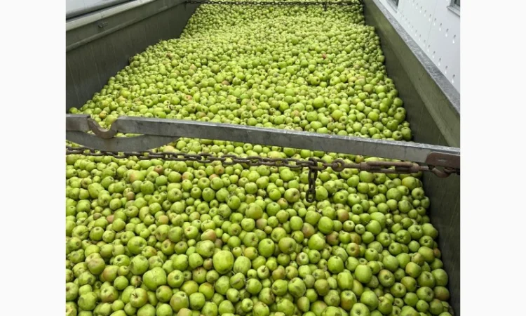 Закуповуємо на сік ціна + ПДВ яблоко оптом на переробку - фото № 7