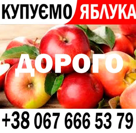 Закуповуємо на сік ціна + ПДВ яблоко оптом на переробку - фото № 1
