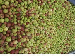 Куплю яблука - фото № 1