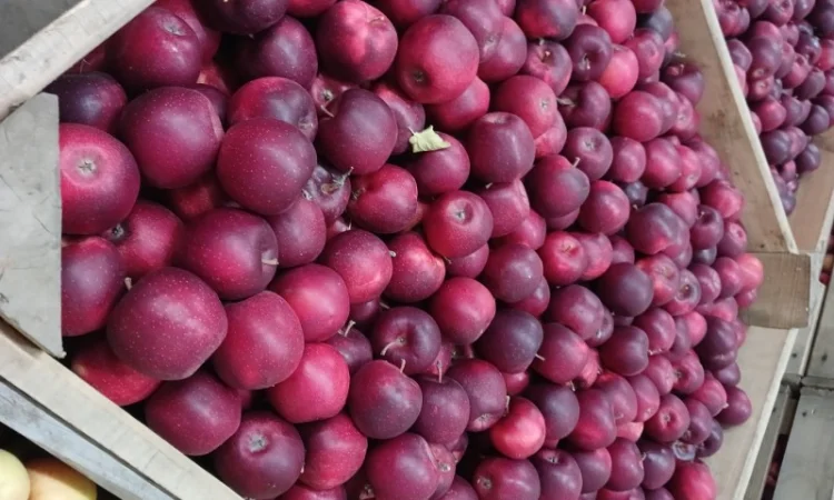 Продам яблука різних сортів гарної якості - фото № 1