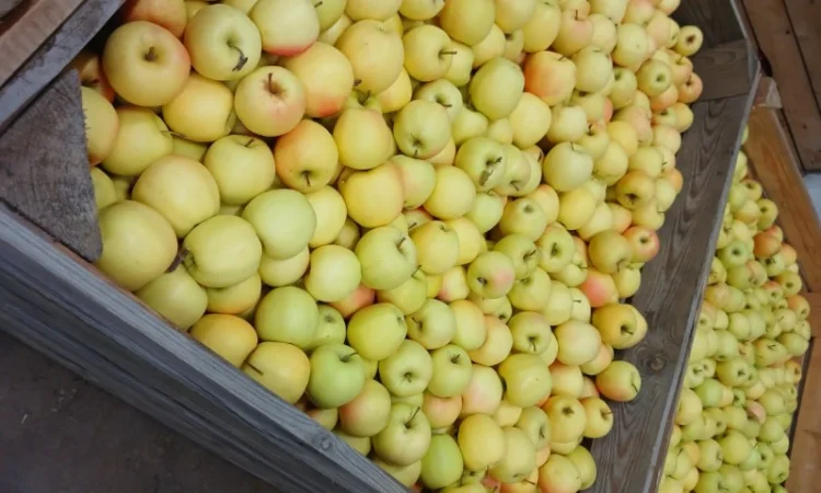 Продам яблука різних сортів гарної якості - фото № 2