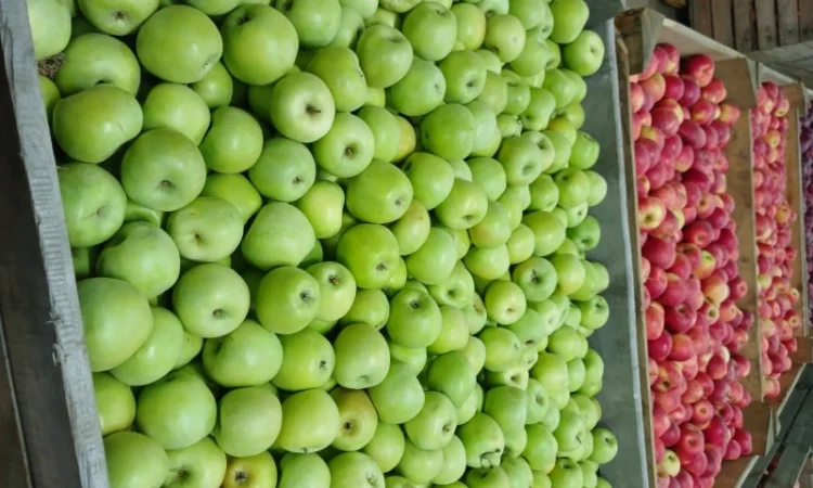 Продам яблука різних сортів гарної якості - фото № 3