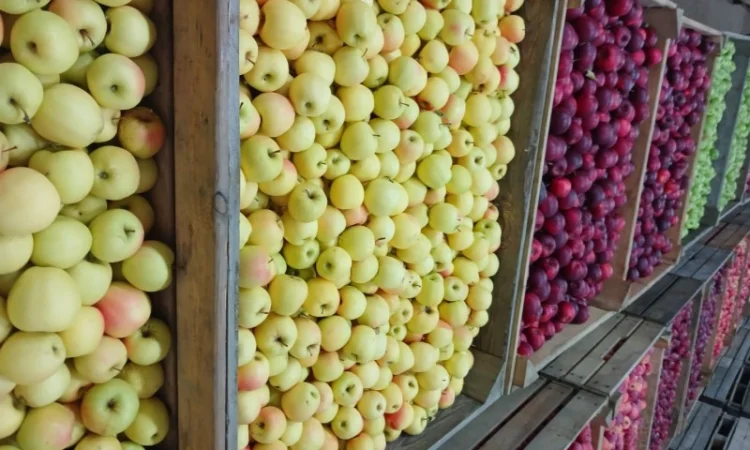 Продам яблука різних сортів гарної якості - фото № 4