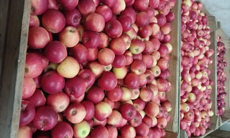 Продам яблука різних сортів гарної якості - фото № 5