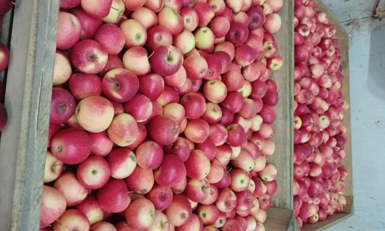 Продам яблука різних сортів гарної якості - фото № 6