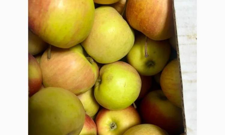 Продам Яблуко, Чемпіон - фото № 1