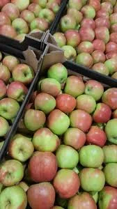 Куплю яблуко на сік підбір оптом від 10 тонн - фото № 1