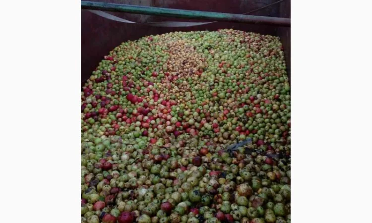 Куплю яблоки на сок Полтавская, Запорожская, Сумская обл и другие регионы, цена дог - фото № 1