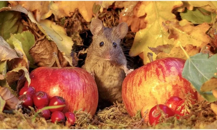 Предприятие на постоянной основе закупает яблоки на промпереработку от 20 тонн - фото № 1