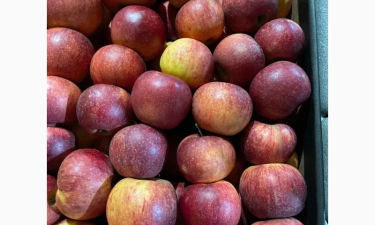 Продам яблоко - фото № 1