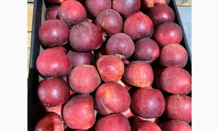 Продам яблоко - фото № 2