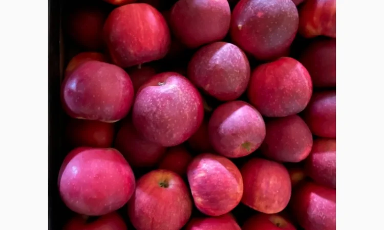 Продам яблоко - фото № 5