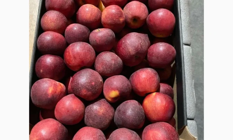 Продам яблоко - фото № 7