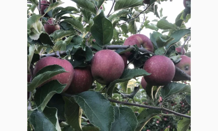 Продаються яблука сортів Черний принц, Чемпіон, Фуджі, Айдаред - фото № 8