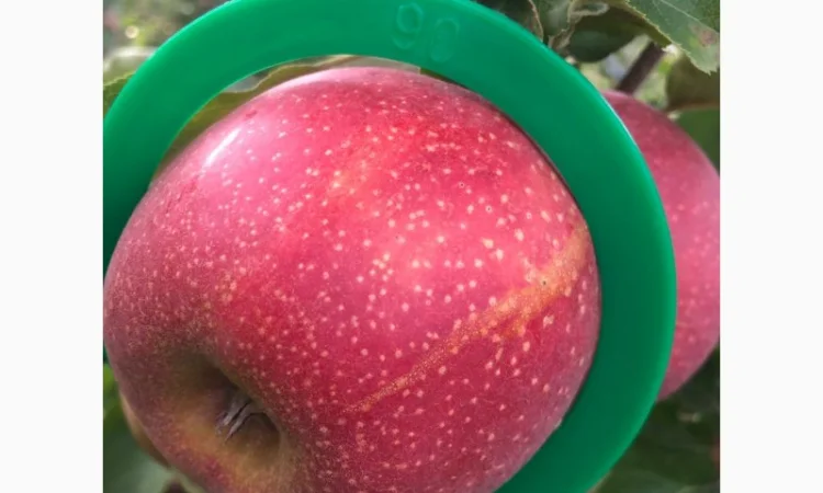 Продам яблоко - фото № 8