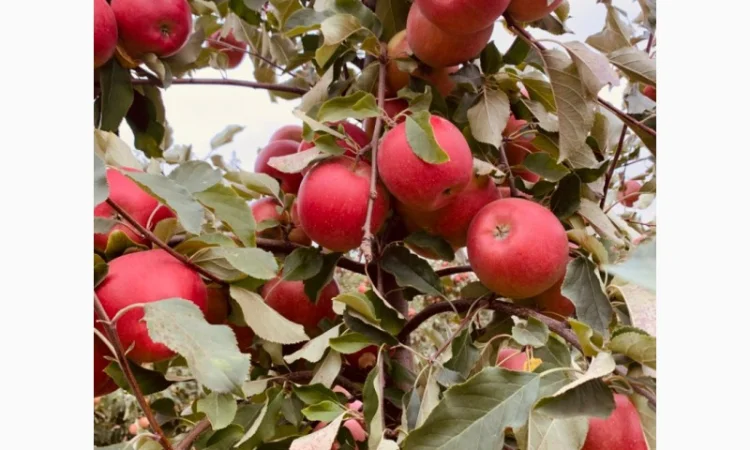 Продам яблука сортів Чемпіон, Голден - фото № 1