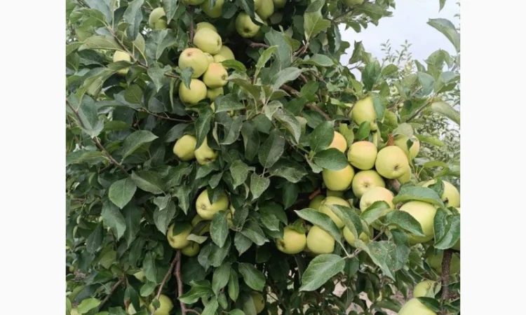 Продам яблука сорту Айдаре, Голден, Чемпіон - фото № 1