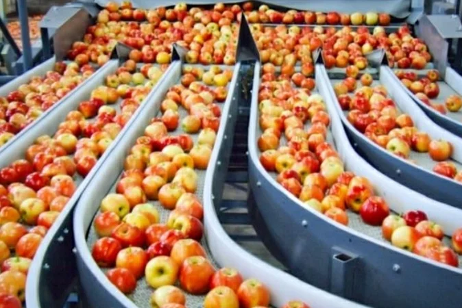 Куплю оптом яблоко на переробку (пюре, сік, повідло, сок) оптом Сумы - фото № 2