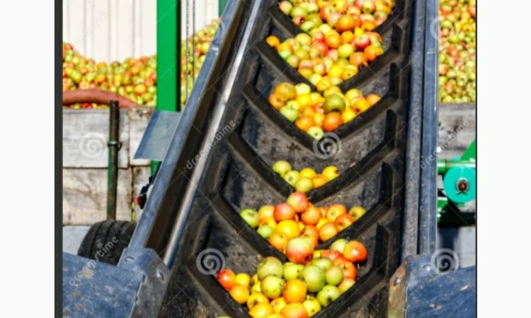 Куплю оптом яблоко на переробку (пюре, сік, повідло, сок) оптом Сумы - фото № 3