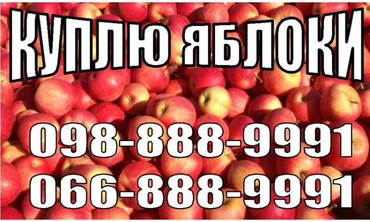 Куплю яблоки от 10 тонн на переработку (сок, пюре, повидло) - фото № 1