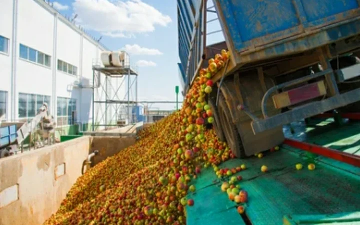 Куплю яблоки, покупаем, закупаем на переробку (пюре, сік, повідло, сок) оптом Днепр - фото № 2