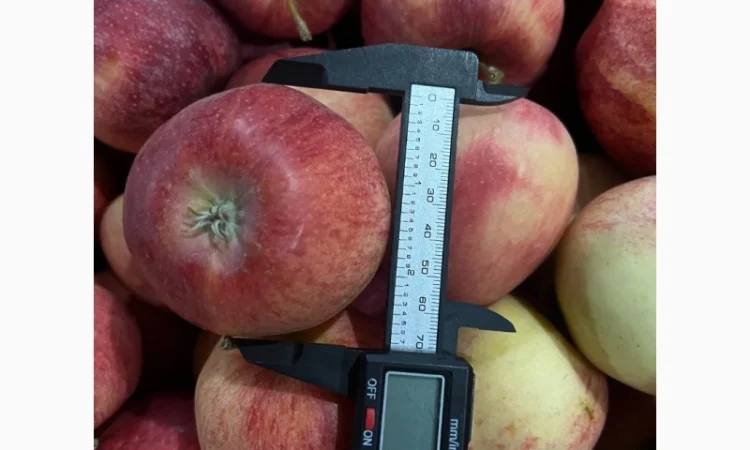 Продам яблука з власного саду - фото № 1