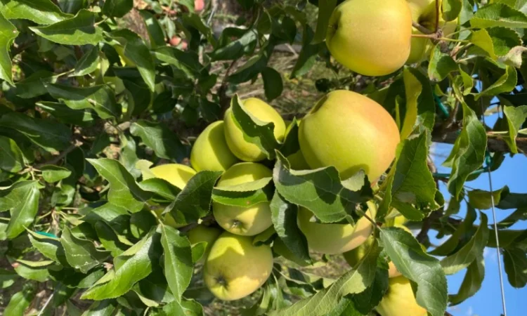 Продаю яблука - фото № 1