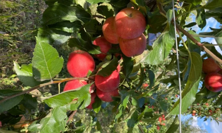 Продаю яблука - фото № 2