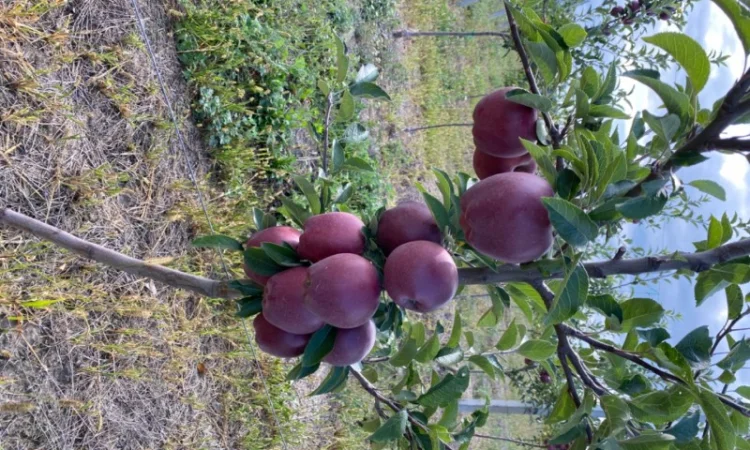 Продаю яблука - фото № 3