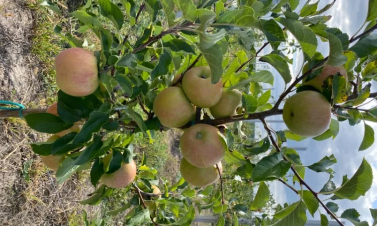 Продаю яблука - фото № 5