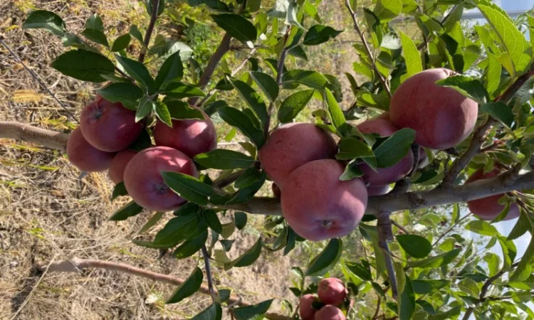 Продам Яблоко - фото № 1